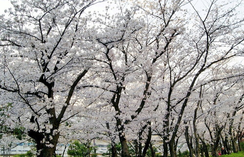 DSC05231