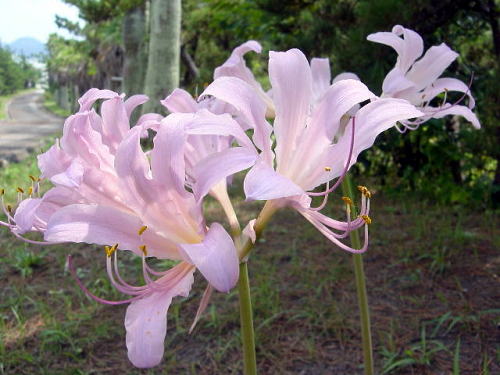 ナツズイセン　22