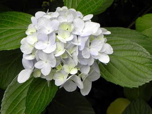 DSCN1450