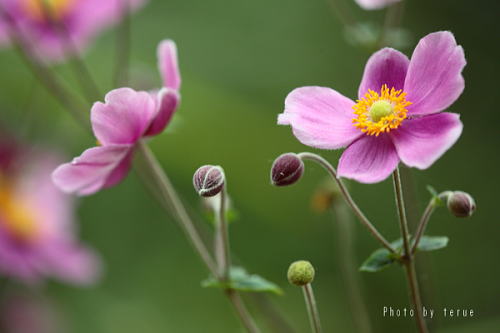 Drecom Isao Oのブログ 19年10月12日