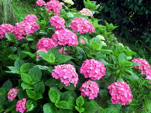 DSCN1390