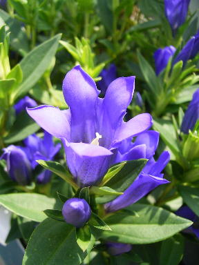 22 リンドウ　正義