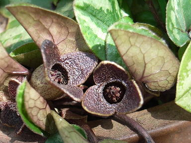 ６　寒葵　秘められた恋　