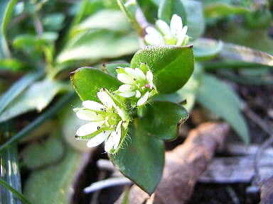 7　はこべ　ランデブー　追想