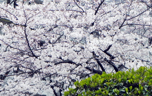 DSCN8041