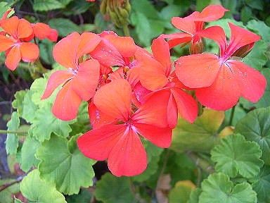 ８ぜらにゅうむ