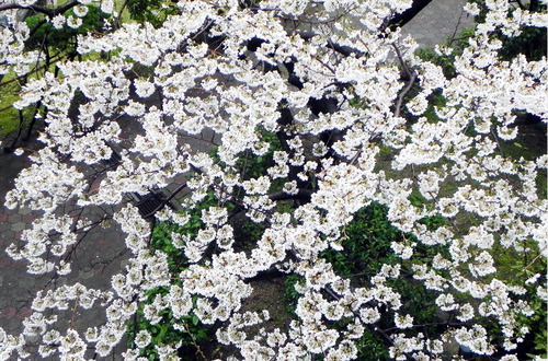 DSCN8049