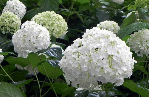 DSCN1393