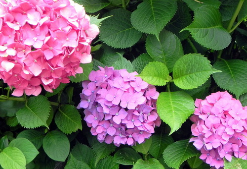 DSCN1446