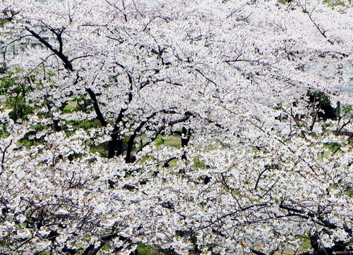 DSCN4030-1000