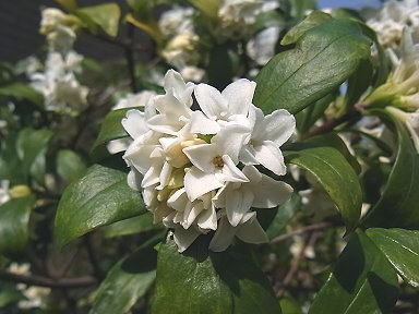 １８沈丁花