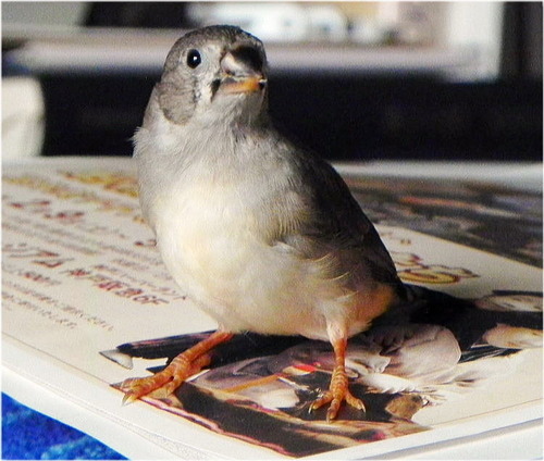 DSCN1099 - コピー