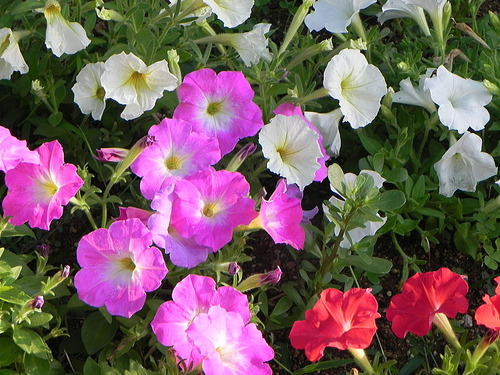 DSCN7546