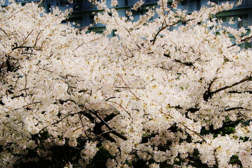 DSC05268