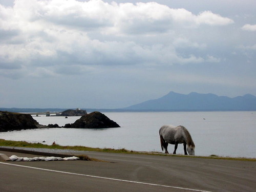 1下北半島尻屋崎　11189854
