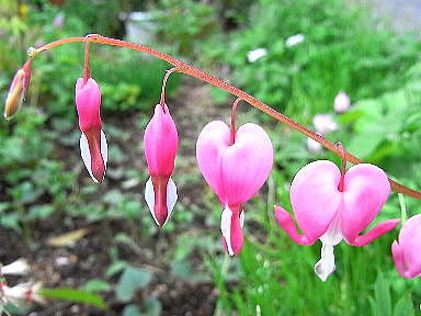 ２６　けまんそう