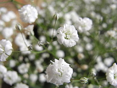 ２５かすみそう