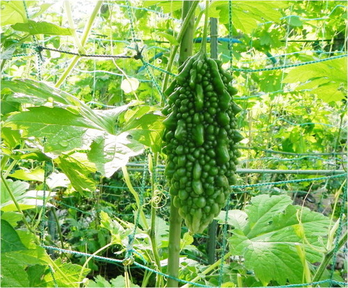 DSCN7535