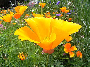 Drecom Isao Oのブログ ハナビシソウ 花菱草 ラジオ深夜便 今日の誕生花と花言葉
