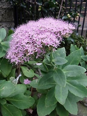 26べんけいそう