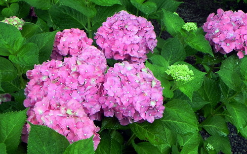 DSCN1388