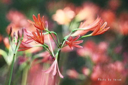 30 キツネノカミソリ