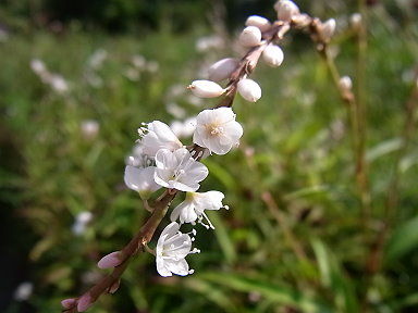 Drecom Isao Oのブログ サクラタデ 桜蓼 Nhk ラジオ深夜便 今日の誕生花と花言葉