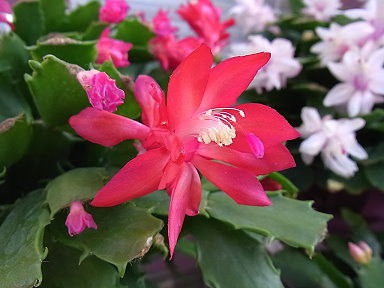 1224　シャコサボテン