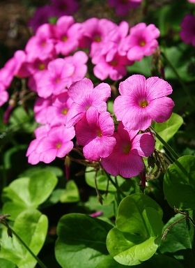 2011 11 30 はなかたばみ　決して貴方を捨てない