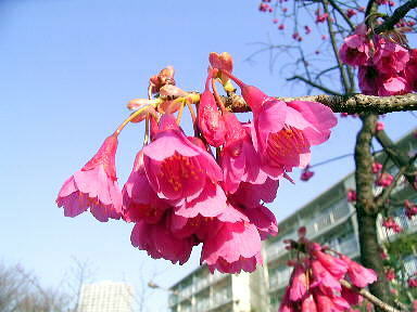 ２５カンピ桜　赤緋桜