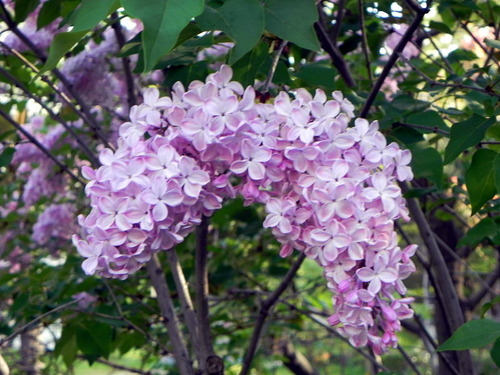 DSCN9433