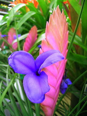 29 はなあななす