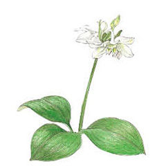 cl_hana1102 アマゾンリリー