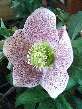 25 くりすますローズ