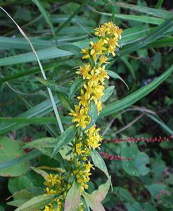 20 アキノキリンソウ