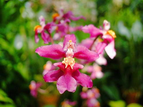 21おんしじゅうむ