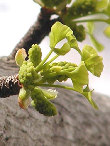 29 イチョウ　長寿