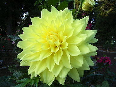 Drecom Isao Oのブログ ダリア Nhk ラジオ深夜便 今日の誕生花と花言葉