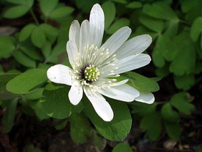 26 あずまいちげ