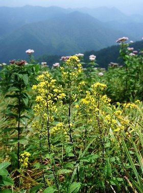 akinokirinsouL2四季の山野草