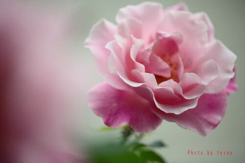 16バラterue 黒川温泉