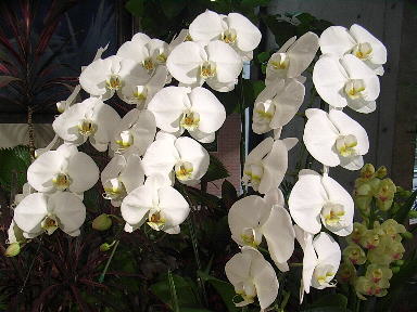 11 胡蝶蘭 幸福が飛んでくる