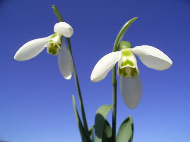 ３　スノードロップ　初恋のため息