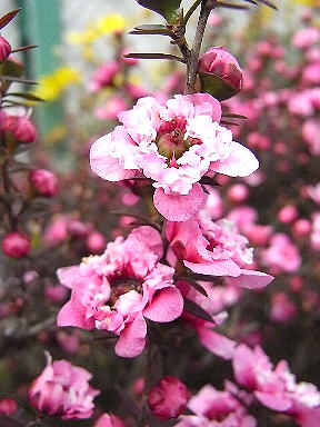 11 御柳梅　ぎょりゅうばい