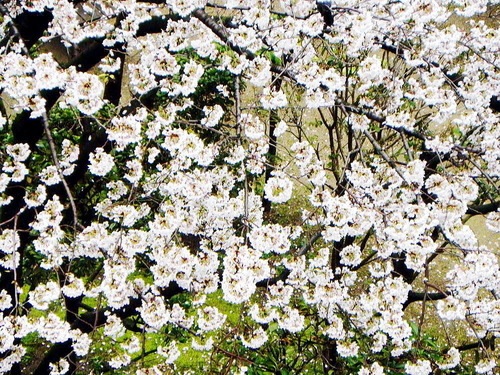 DSCN4018-1000