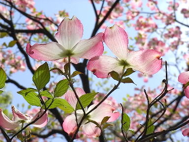 Drecom Isao Oのブログ ハナミズキ 花水木 Nhk ラジオ深夜便