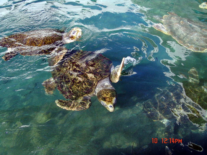 dsc00049.jpg