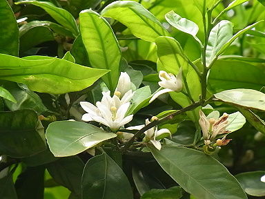 2012 5 22 みかん 金環食