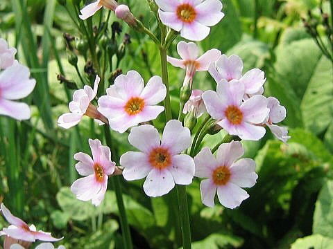 13 九輪小桜　神秘な心