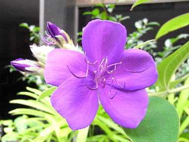 23 しこんのぼたん